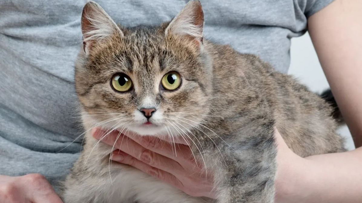 ¿Cuánto dura el embarazo de una gata? ¿Cuánto dura el embarazo de una gata?