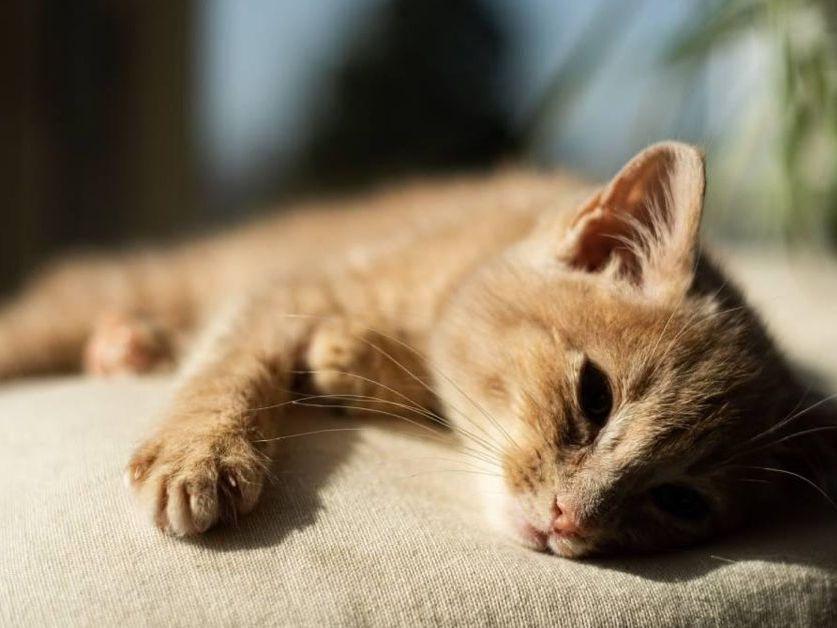 Cómo evitar los golpes de calor en gatos