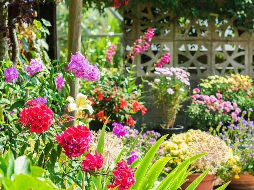 Plantas que aman el calor y son ideales para tu jardín de verano